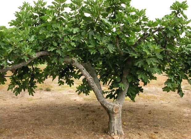 Figueiras do catálogo ViveiroBri