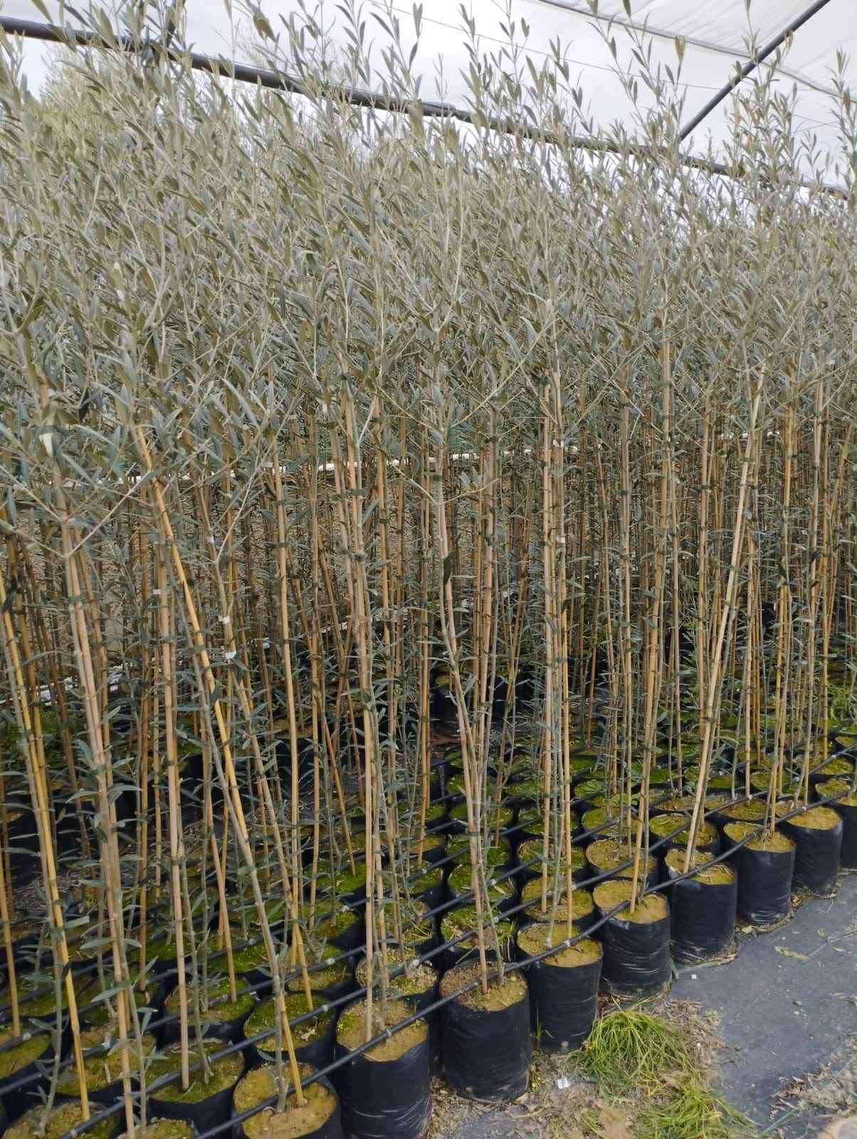 Oliveiras do catálogo ViveiroBri