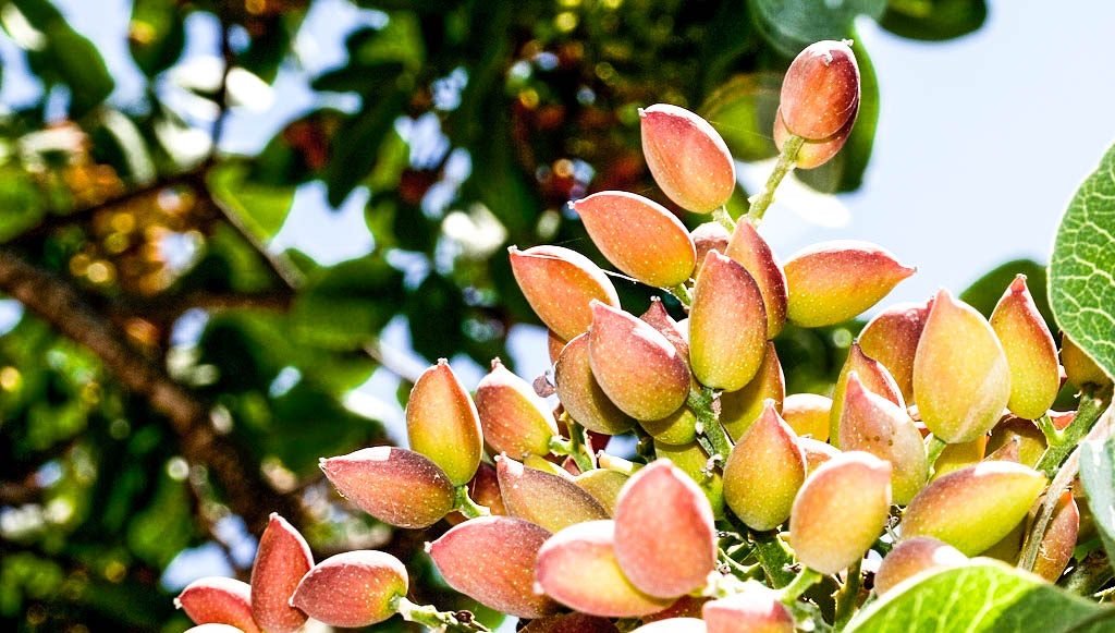 Pistacheiros do catálogo ViveiroBri